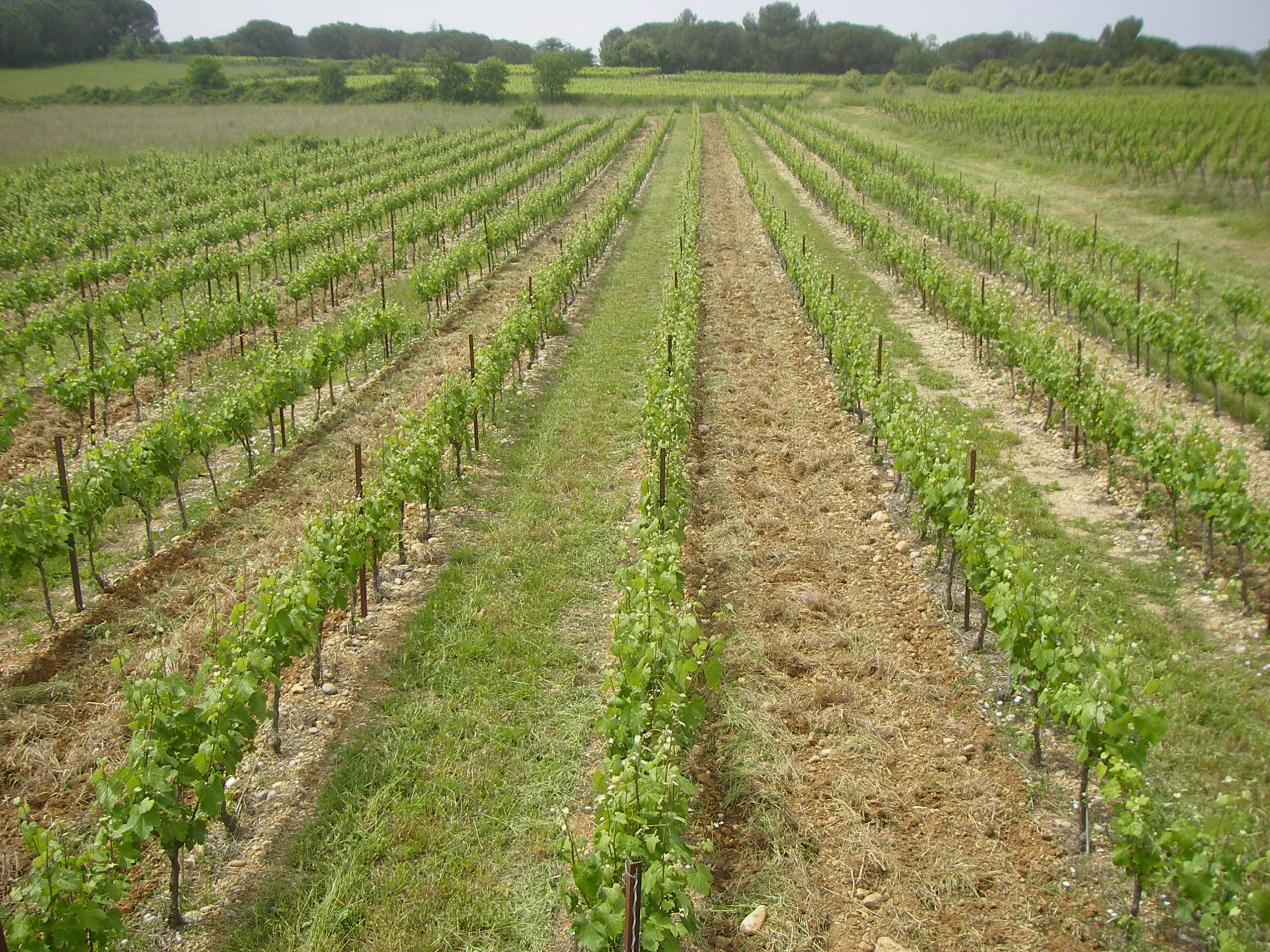 Domaine viticole Lunel, Sommières, Saint-Christol